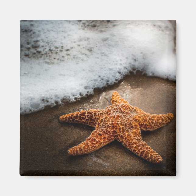 Imã Solitário Starfish Na Praia (Frente)