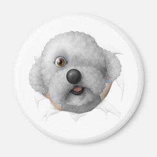 Imã solomon chestburster