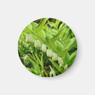 Imã Solomons Seal Magnet