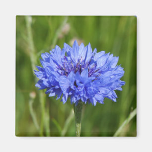 Imã Solteiro Blue Cornflower em verde-inglês