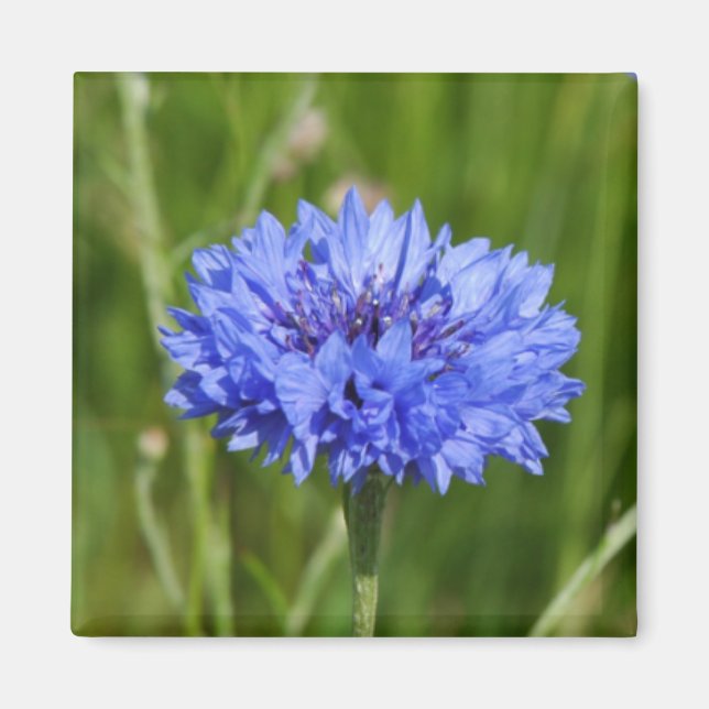 Imã Solteiro Blue Cornflower em verde-inglês (Frente)
