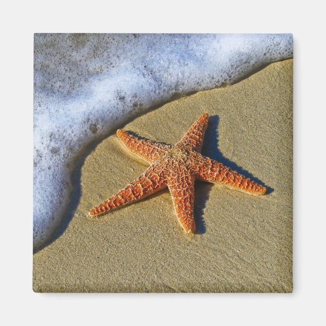 Imã Solteiro Starfish na praia (Frente)