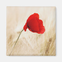 Solteiro Vermelho Papoila num Campo Cinza