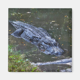 Imã Sombra nas Águas Rasas