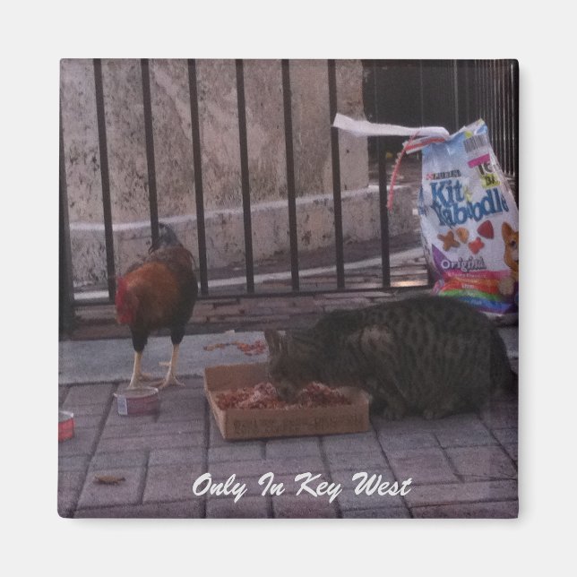 Imã "Somente em Key West" Cat & Rooster Magnet (Frente)