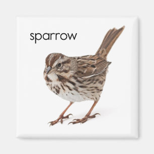 Imã Song Sparrow