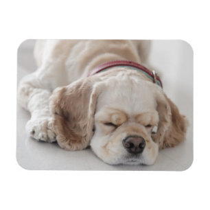 Ímã Sono do cão de cocker spaniel