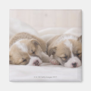 Imã Sono do Corgi dois Galês