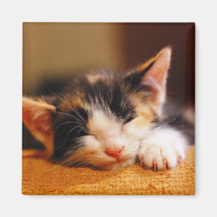 Imã Sono pequeno do gatinho