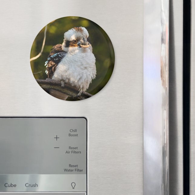 Imã Soprava rindo kookaburra (In Situ (Fridge))