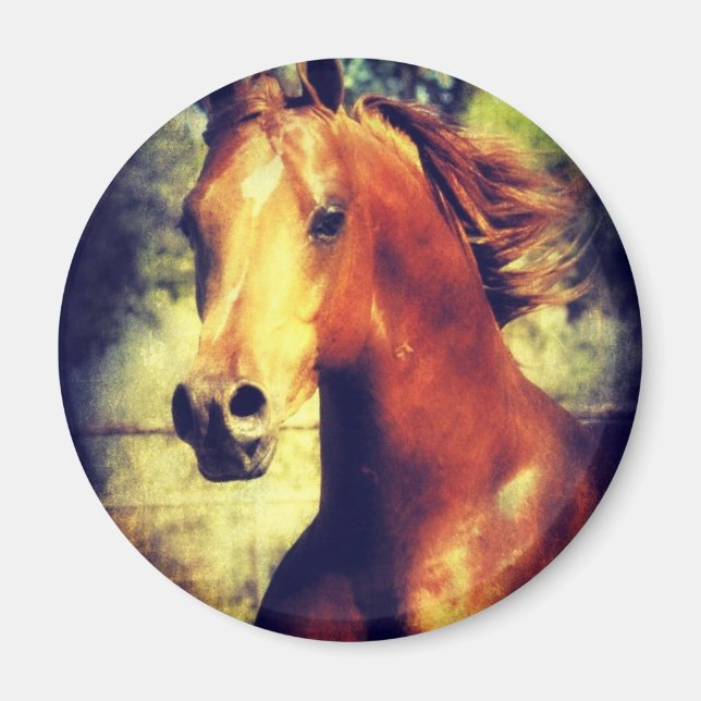 Imã Sorrel Arabian (Frente)