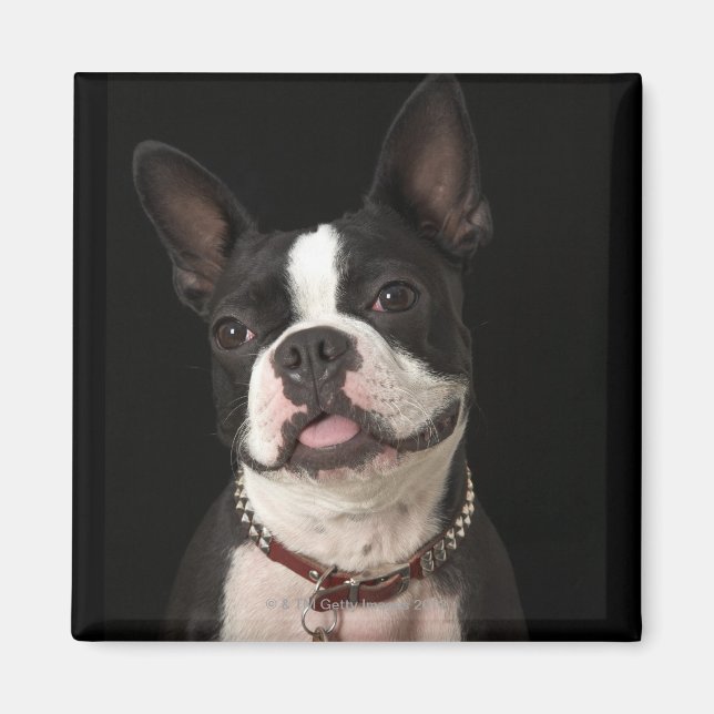 Imã Sorrindo Boston terrier com colarinho (Frente)