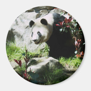 Imã Sorriso da panda
