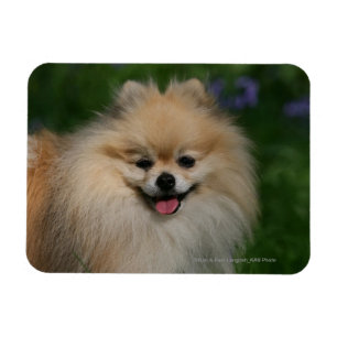 Ímã Sorriso de Pomeranian