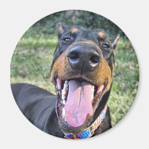 Imã Sorriso do Doberman