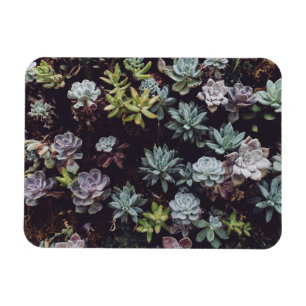 Ímã Sorte de Pequenas Plantas Suculentas