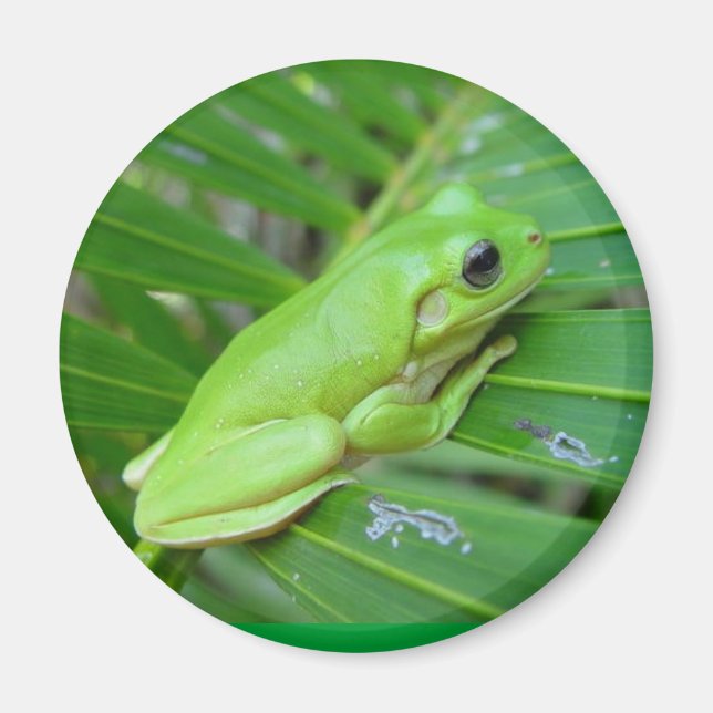 Imã Sou Verde (Frente)