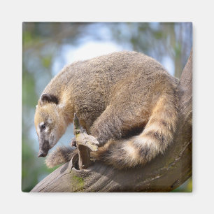 Imã South American Coati no galho Postcard Metal Orna