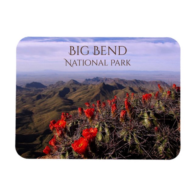 Ímã South Rim, Cactus Blossoms, Parque Nacional Big Be (Horizontal)