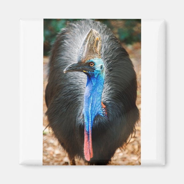 Imã Southern Cassowary australiano (Frente)