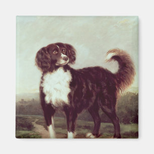 Imã Spaniel