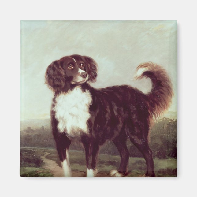 Imã Spaniel (Frente)