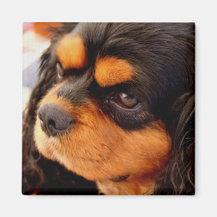 Imã Spaniel de rei Charles descuidado