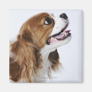 Imã Spaniel de rei Charles descuidado