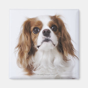 Imã Spaniel de rei Charles descuidado que senta-se no