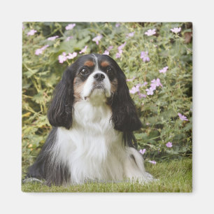 Imã Spaniel de rei Charles descuidado Tricolour na