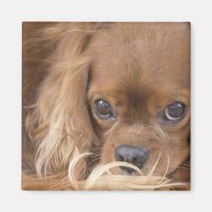 Imã Spaniel de rei descuidado Charles do rubi doce