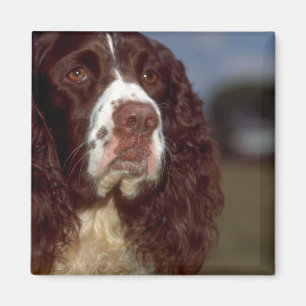 Imã Spaniel de Springer