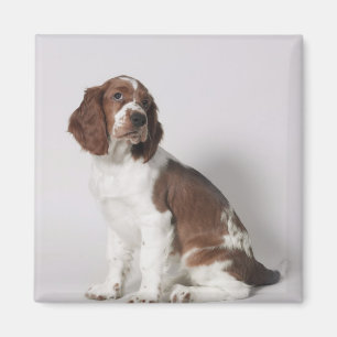 Imã Spaniel de Springer