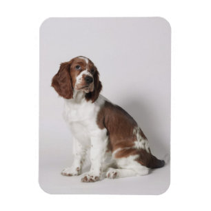 Ímã Spaniel de Springer