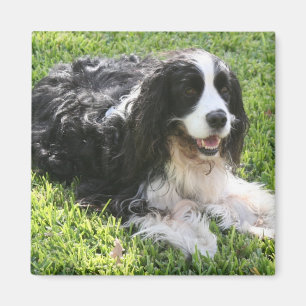 Imã Spaniel de Springer inglês