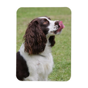 Ímã Spaniel de Springer inglês que lambe o nariz