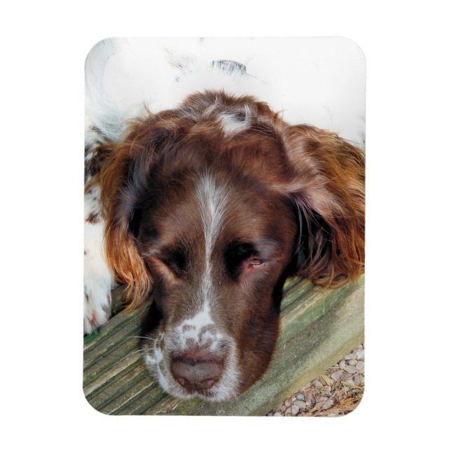 ÍMÃ SPANIEL DOG (Vertical)