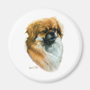 Imã Spaniel tibetano