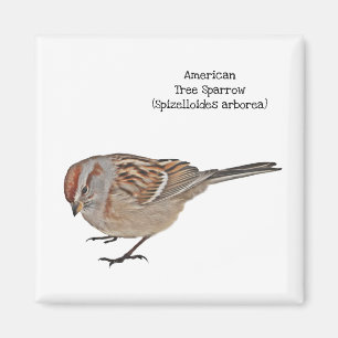 Imã Sparrow da Árvore Americana