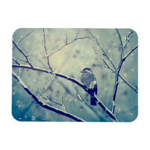 Ímã Sparrow no galho nevado