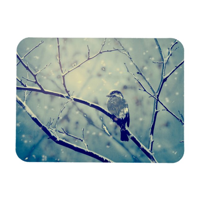 Ímã Sparrow no galho nevado (Horizontal)