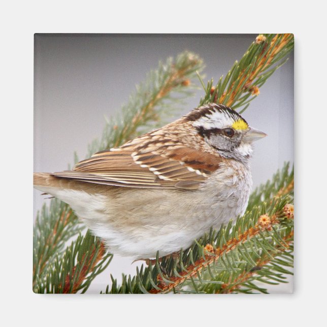 Imã Sparrow no inverno (Frente)