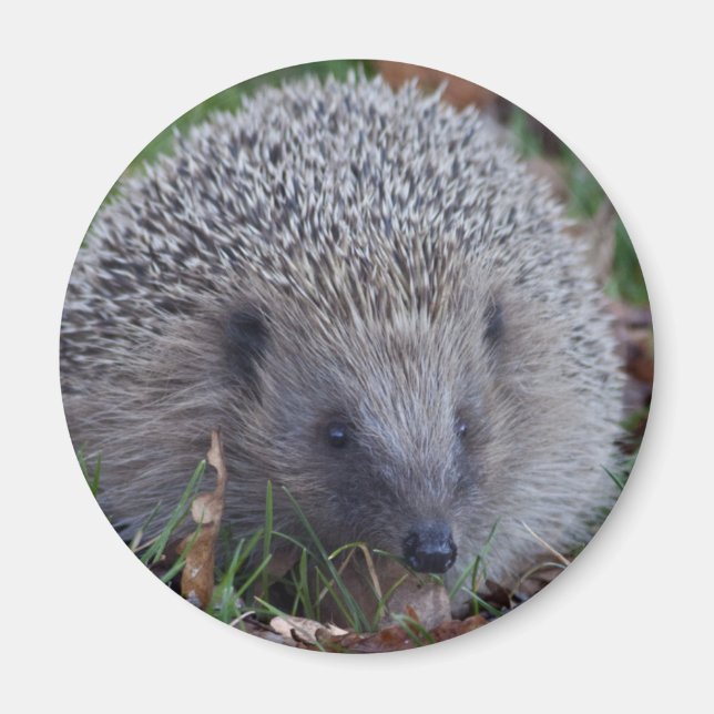 Imã Spike Magnet (Frente)