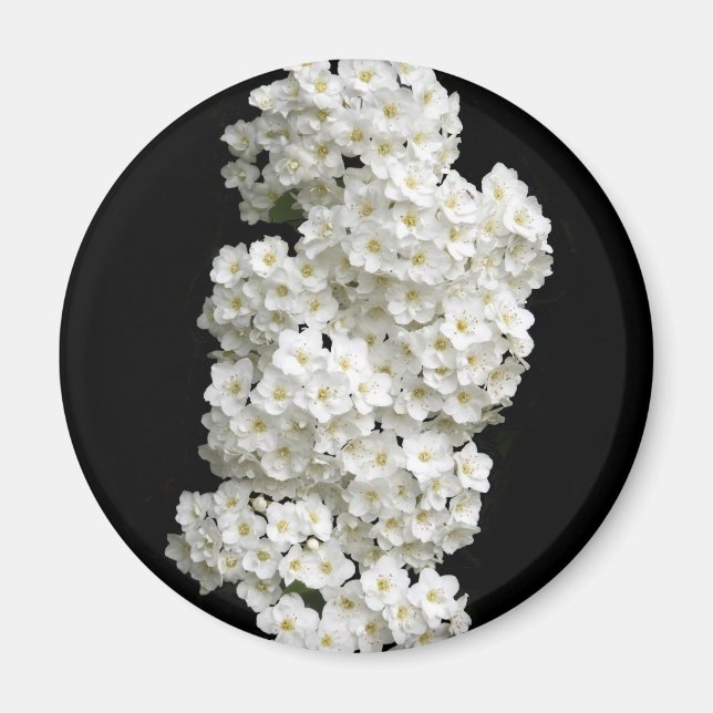 Imã Spirea Arguta Magnet (Frente)