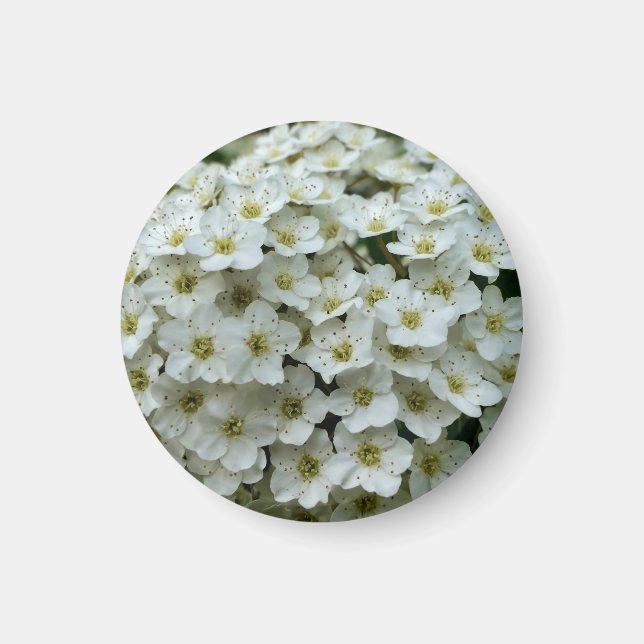 Imã Spirea Arguta Magnet (Frente)