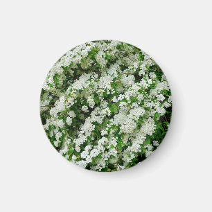 Imã Spirea Arguta Magnet