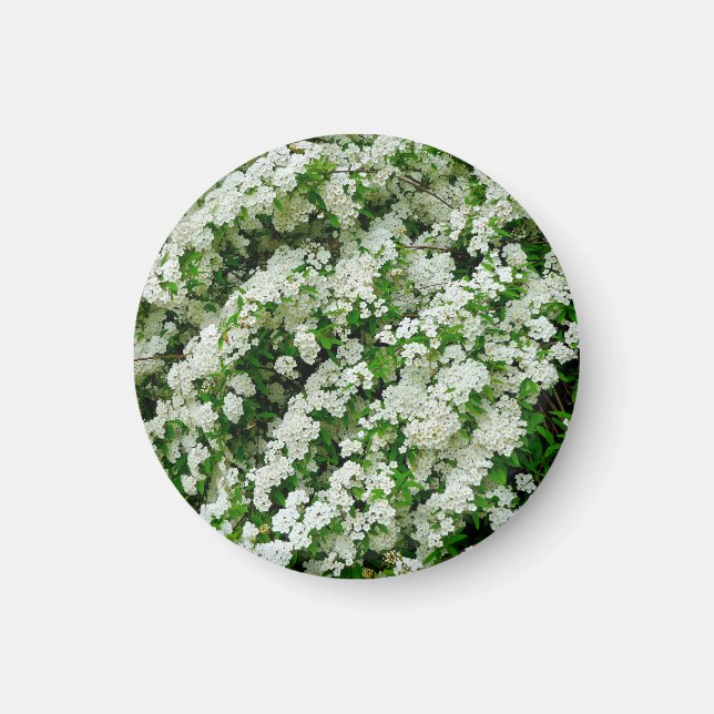 Imã Spirea Arguta Magnet (Frente)