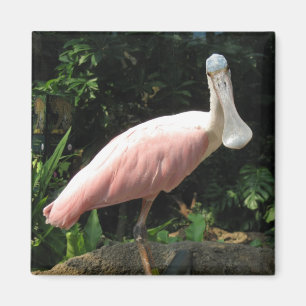 Imã Spoonbill