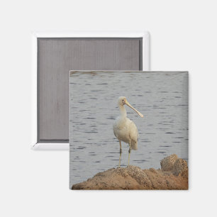 Imã Spoonbill Bird