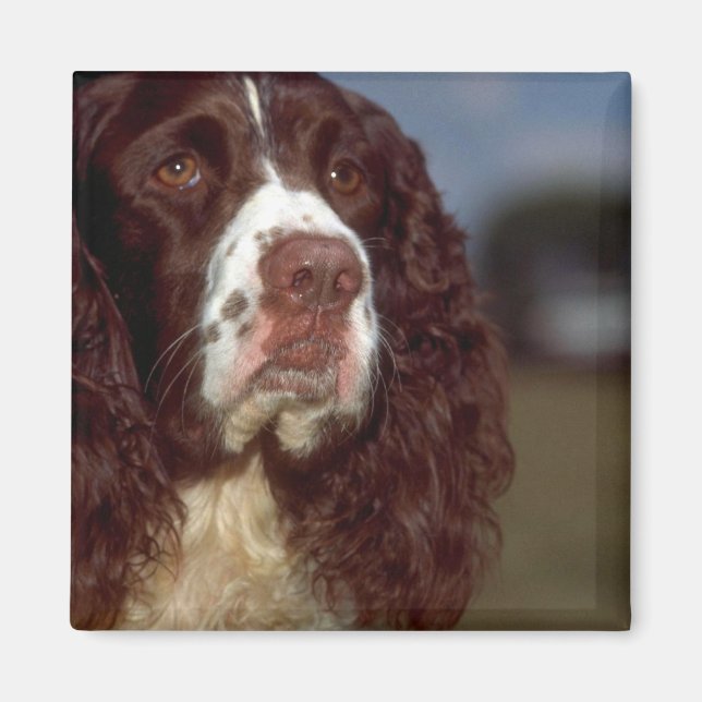 Imã Springer Spaniel (Frente)